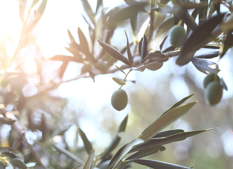 el olivo da un fruto y este es la oliva, también conocida como aceituna.