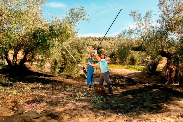Recoger aceitunas para hacer aceite de oliva
