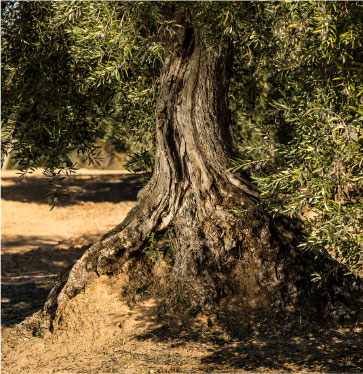tronco-olivo-centenario